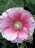 20170907_182708Hibiskus.jpg