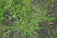 Poa trivialis 20210518.webp