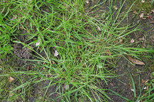 Poa trivialis 20210518.jpg