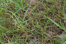 Poa trivialis trocken in Wiesenrispe 20250618.jpg