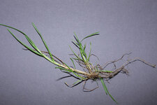 Poa trivialis 20240414.jpg