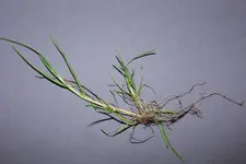 Poa trivialis 20240414.webp