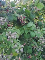 20250622_080111.jpg