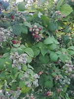 20250622_080111.webp