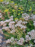 20250622_080509.jpg