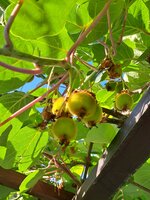 20250622_080611.jpg