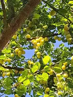 20250622_092342.webp