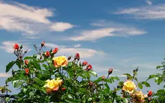 Rosige Aussichten-00139.webp