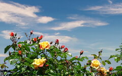 Rosige Aussichten-00139.jpg