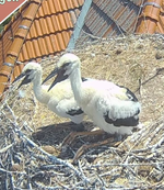 Screenshot_20250622_143311_Samsung Internet.webp