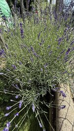 IMG_4751.jpeg