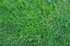 Poa trivialis fein 20210908.jpg