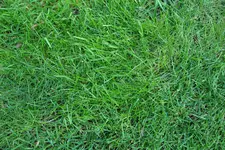 Poa trivialis fein 20210908.jpg