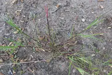 Poa trivialis Neuaustrieb 20230530.jpg