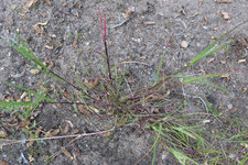 Poa trivialis Neuaustrieb 20230530.jpg