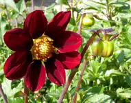 009.webp