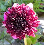 006.webp