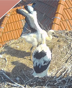 Screenshot_20250622_170400_Samsung Internet.webp