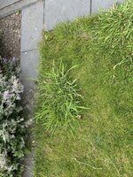 IMG_2832.jpeg