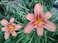 Hemerocallis spec..jpg