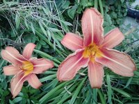 Hemerocallis spec..jpg
