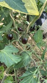IMG_4753.jpeg