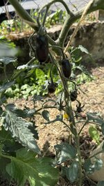 IMG_4757.jpeg