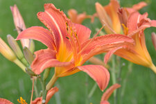 Hemerocallis 2022.JPG