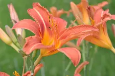 Hemerocallis 2022.webp