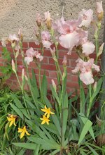 Iris Vanity.jpeg Iris Vanity.jpeg