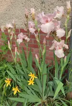  Iris Vanity.webp
