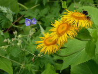 P1020015.JPG
