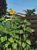 IMG_20250623_071927.webp
