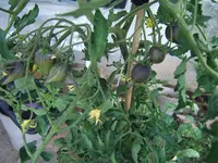 Sofia im Topf (4).webp