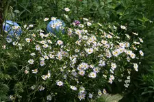 Kalimeris  0322.webp