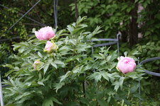 Strauchpäonie1124.JPG