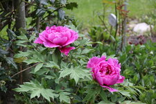Strauchpäonie1125.JPG