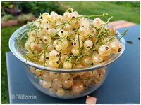 Weiße Johannisbeeren.jpg