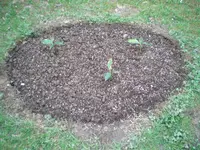 Musa basjoo ´Rot´.webp