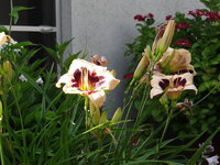 DSC05119.JPG