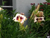 DSC05119.JPG