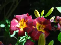 DSC05121.webp