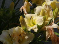 DSC05124.JPG
