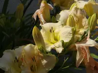 DSC05124.webp