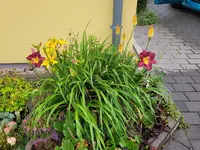 20250604_192103.webp