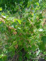 IMG_20250623_144310_1.jpg