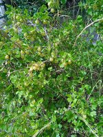 IMG_20250623_144248_1.jpg