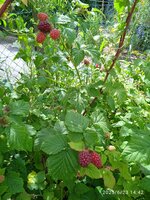 IMG_20250623_144214_1.jpg