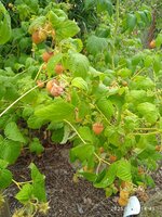 IMG_20250623_144120_1.jpg