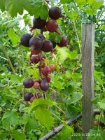 IMG_20250623_144043.jpg